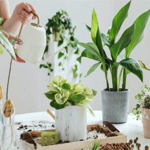 BBC Media|研究发现植物能为人减压