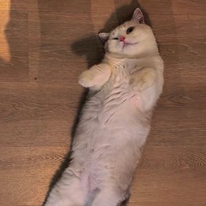 podcaster-avatar