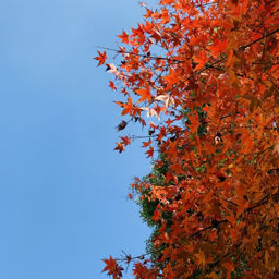 自灯明的个人播客