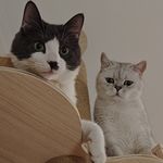 王淘淘今天健身了吗