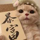 槑亼