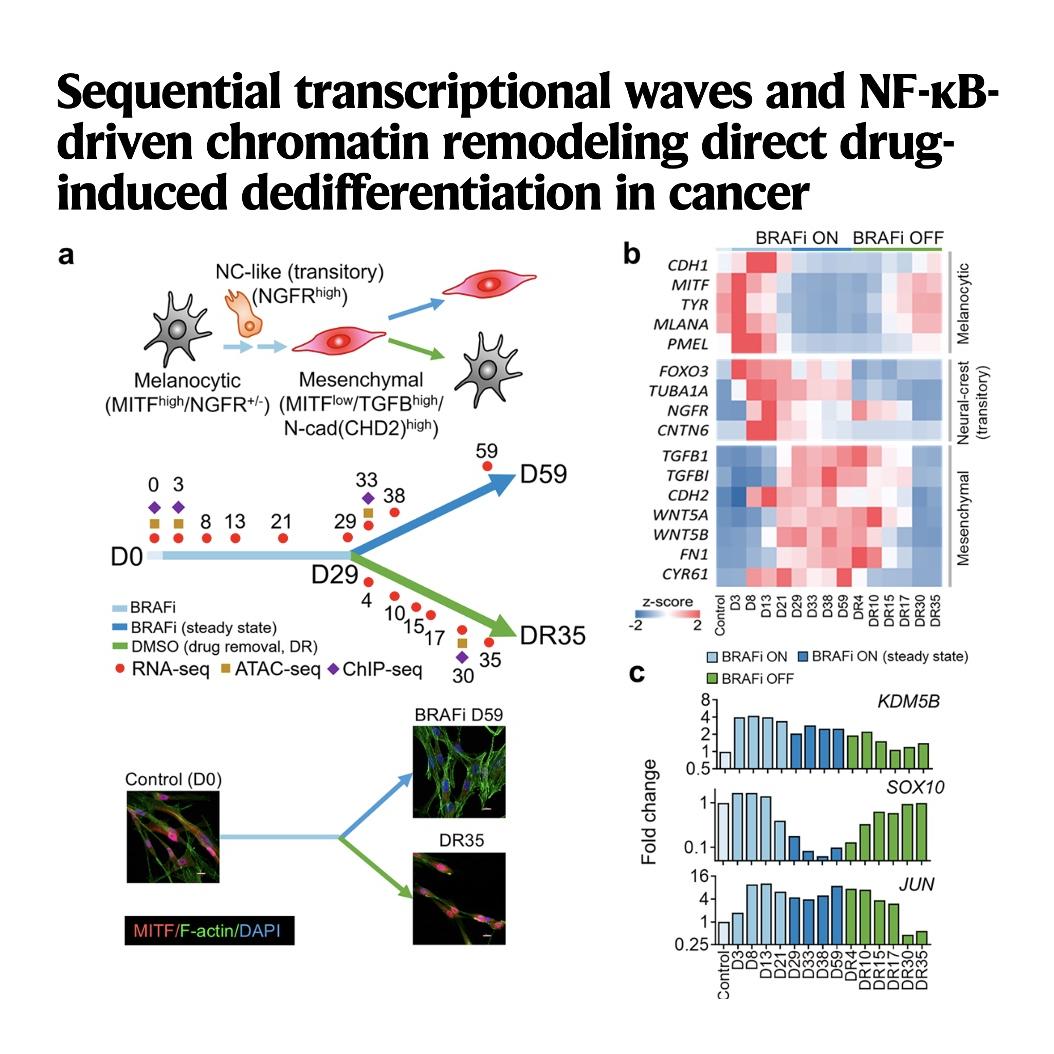1149-Chromatin Remodeling in Cancer Dedifferentiation episode artwork