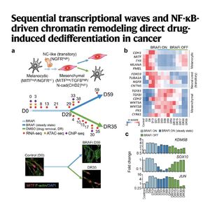 1149-Chromatin Remodeling in Cancer Dedifferentiation