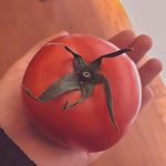 李雨的宝贝番茄