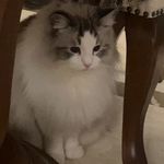 我是猫大