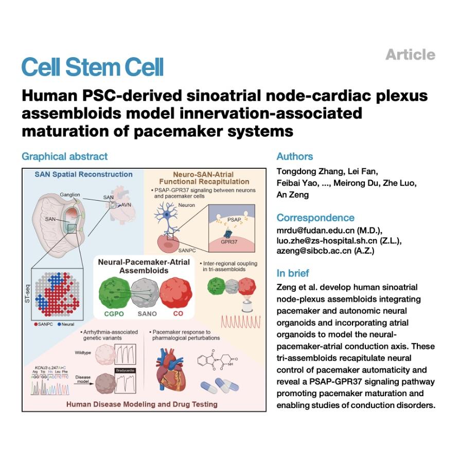 1091-Human Sinoatrial Node-Cardiac Plexus Assembloids episode artwork