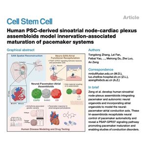 1091-Human Sinoatrial Node-Cardiac Plexus Assembloids