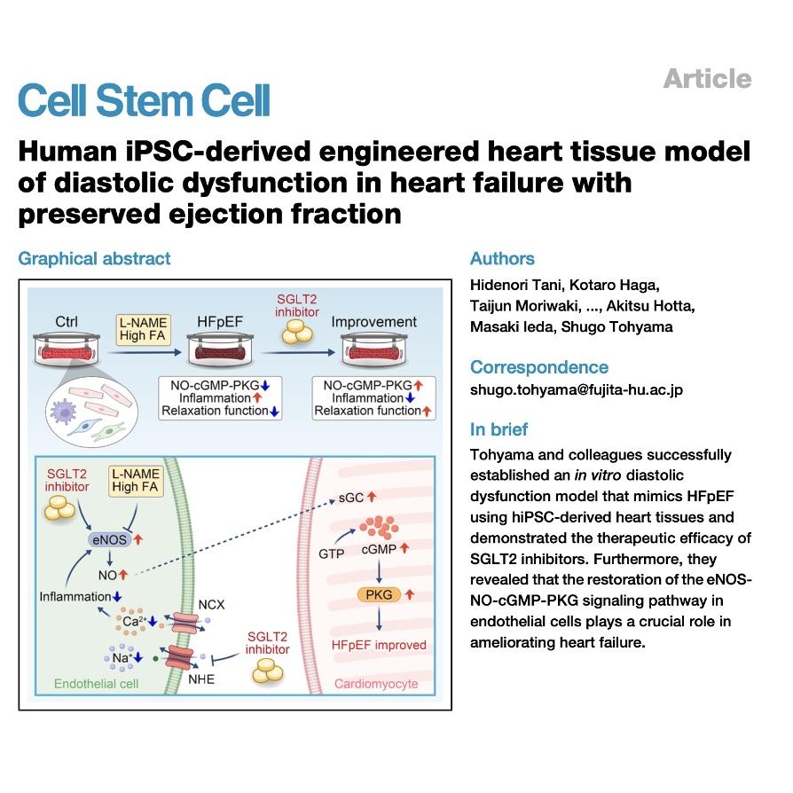 1383-基于hiPSC的HFpEF体外心脏模型与SGLT2i疗法研究 episode artwork