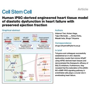 1383-SGLT2i Improves Diastolic Dysfunction in hiPSC Heart