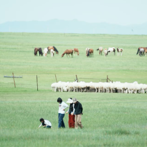 DY2 草原 一段令人上头的旅程 因自然而吸引 因人而留恋