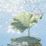 蝈蝈郭