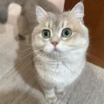 一粒汤圆球
