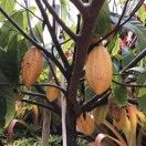 Cocoa张可