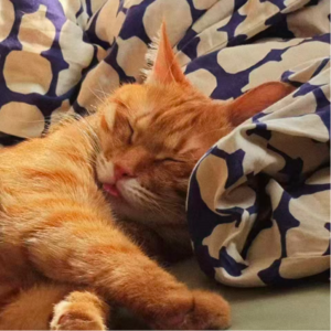 17. 冬日书影，寒冷，美食和节日 | 生活