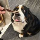 你好请养比格犬