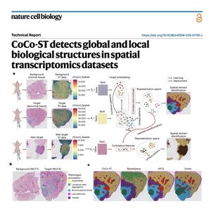 977-CoCo-ST: for Spatial Transcriptomics Domain Detection