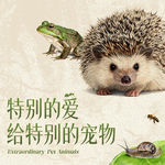 【重口预警】 异宠专题：不想养小狗小猫可以来试试本期节目里介绍的动物哦