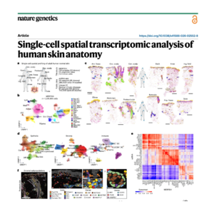 808-Single-Cell Spatial Atlas of Human Skin Anatomy