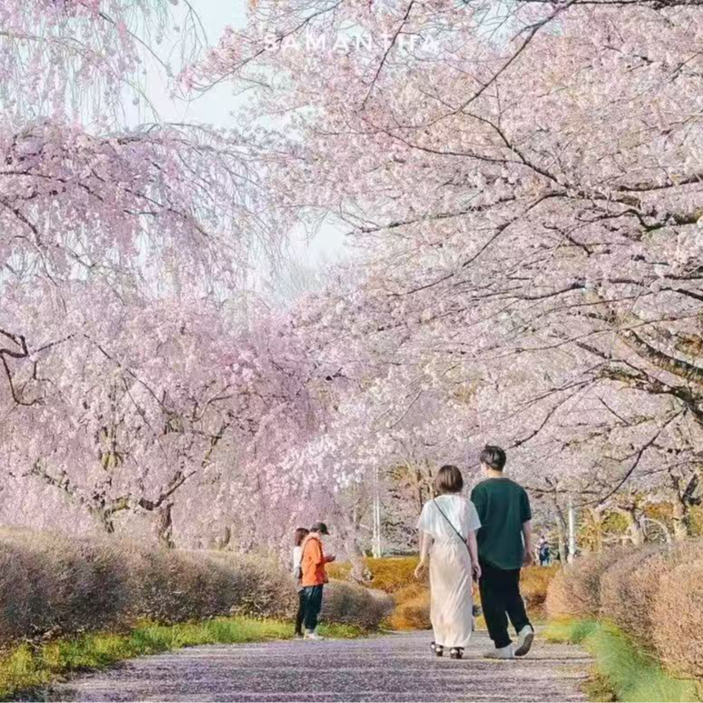 第66期：春日和，去日本赏樱才是正经事（攻略版）