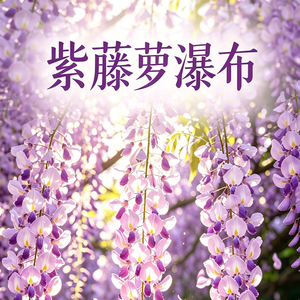 紫藤萝瀑布｜人生总有低谷，幸有一瞬让你释怀