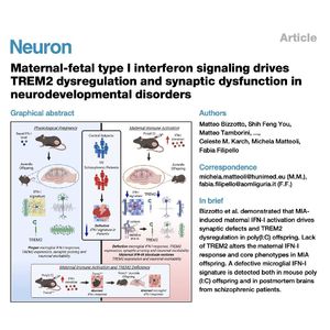 1109-IFN-I & TREM2 Dysregulation in Neurodevelopment