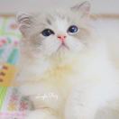 Layla蕾拉布偶猫舍