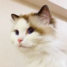 多多neko