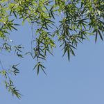 竹绕渚清
