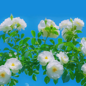 VOL100.转租成功啦！下一站北京！洒脱是因我勇敢而带来的礼物。