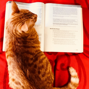 [全英] 雅思首考写作 7.5，和你分享我的自用作文估分法