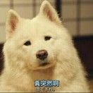 野鹿眠山花
