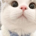 捣年糕