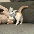 想和小狗吹风晒太阳