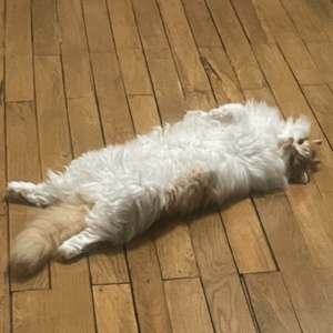 Vol. 9 嚷嚷着躺平的我们,真的在躺吗?