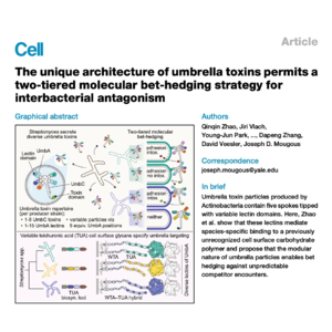 325-Structural Basis of Toxin Targeting by UmbA Lectins
