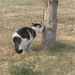 夏叶望
