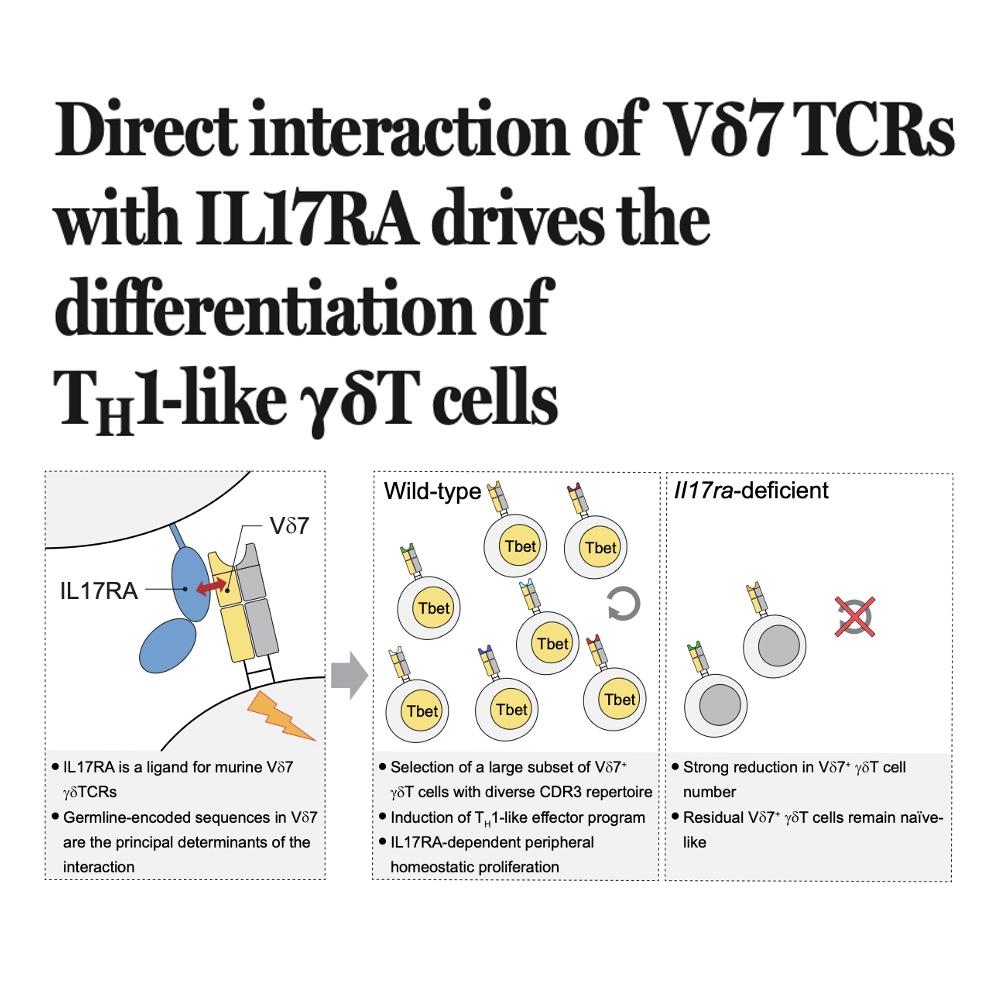 1469-IL17RA Recognition and the Development of Vδ7 γδT Cells episode artwork