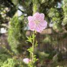 rosedemay