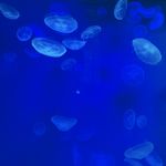 海拉鲁摸鱼