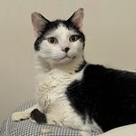 IndoorTiger4