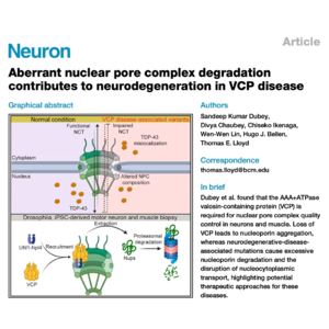 450-VCP突变诱导核孔复合物异常降解致神经退行性病变