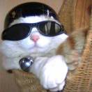 帅帅小咪鲜葱版