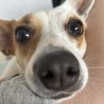勇敢的小蓝莓