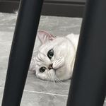 莫名其妙的鱼泡泡