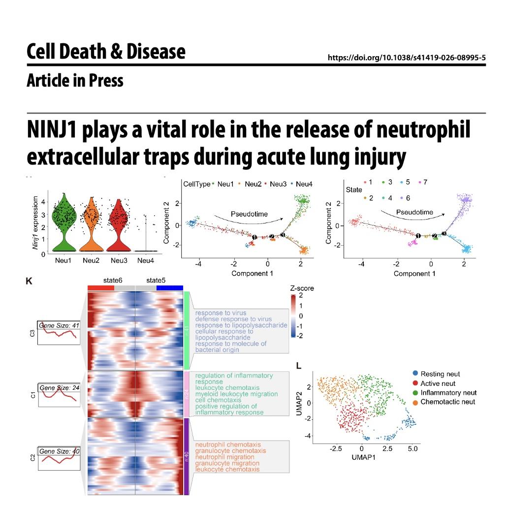 1402-NINJ1 Role During Lung Injury episode artwork
