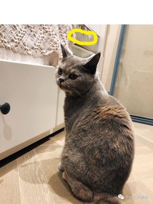 No.005 - 晚安了小猫咪，we will always remember you