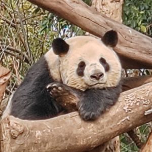 podcaster-avatar