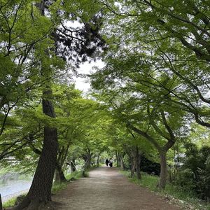 Ep 50. 京都来信：散步，遛狗，当游客