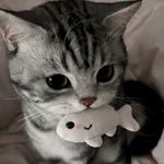 只是一只小猫咪罢了