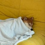 猴子搬来的帅比